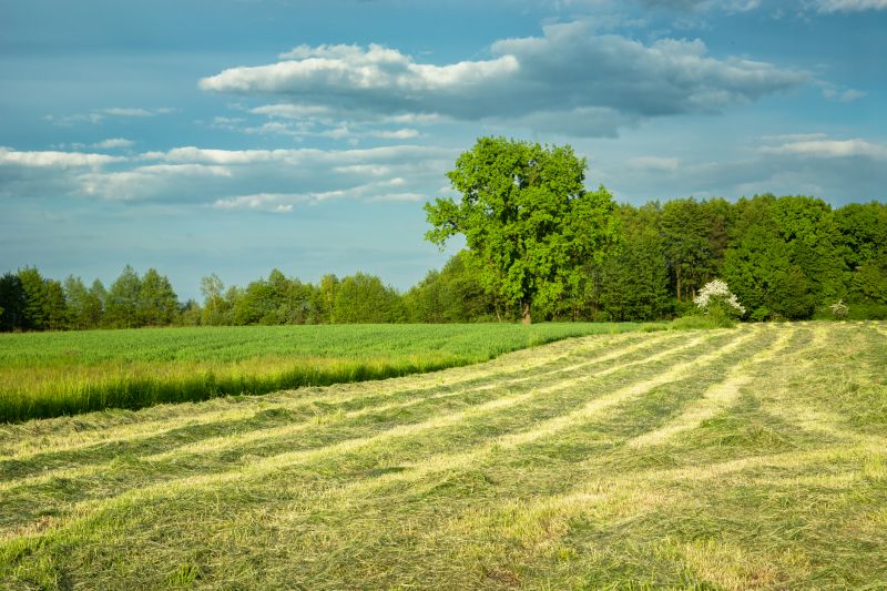 land clearing
