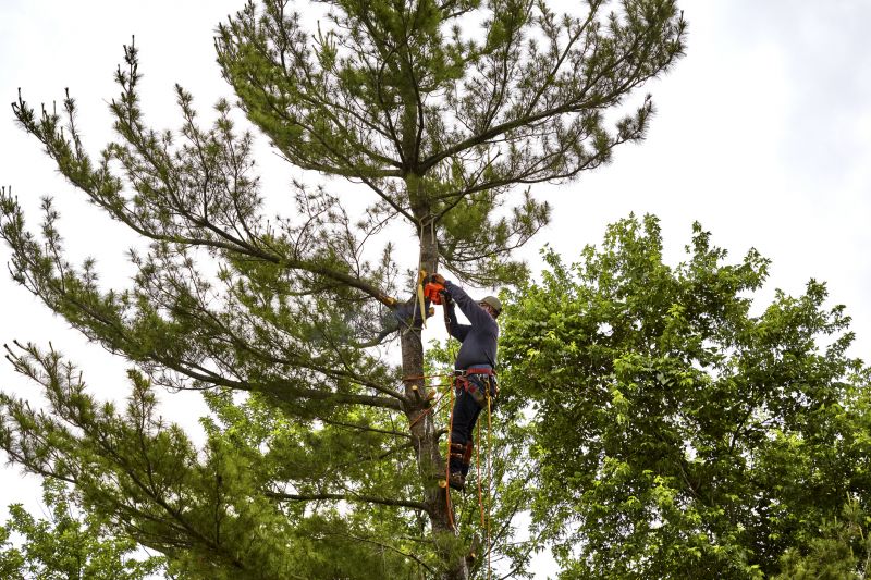 Removing Hazardous Trees